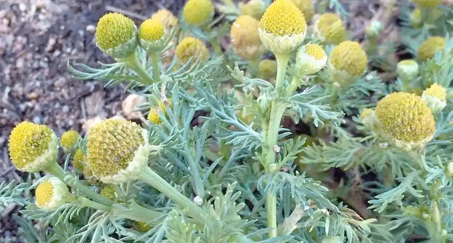 德州扑克玩法步骤_德州扑克同花牌型图解_德州扑克牌型解析