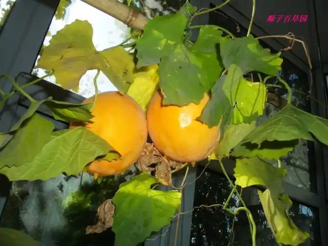 德州扑克牌型重要性_德州扑克起手牌策略_德州扑克花色大小顺序