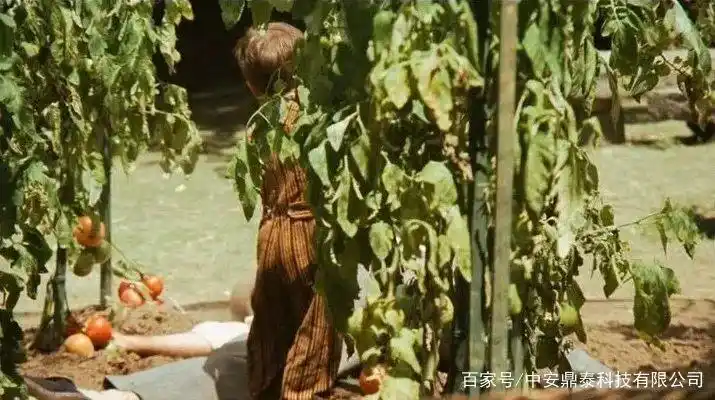 德州扑克教父图片_教父 电影 黑帮 经典 德州扑克 人生智慧 人生哲学 人性博弈 概率分析 期望值 大数定律 纳什平衡 心态管理 情绪控制 成长过程