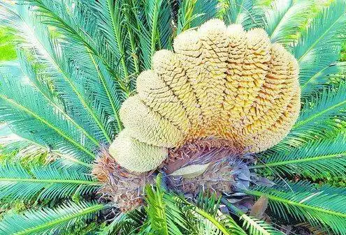 德州扑克中的数学_凯利公式在赌博中的应用_赌场的数学公式