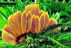 德州扑克中的数学_赌场的数学公式_凯利公式在赌博中的应用