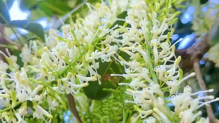 德州扑克同花策略_德州扑克 坚果牌_同花牌型价值分析
