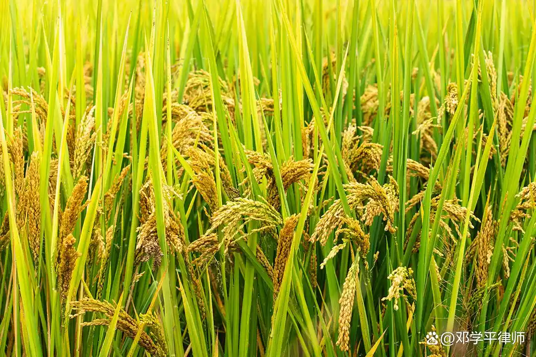黄牛与开设赌场罪认定_德州扑克大厅_德州扑克俱乐部开设赌场辩护